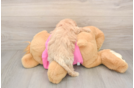 Poochon Puppy for Adoption