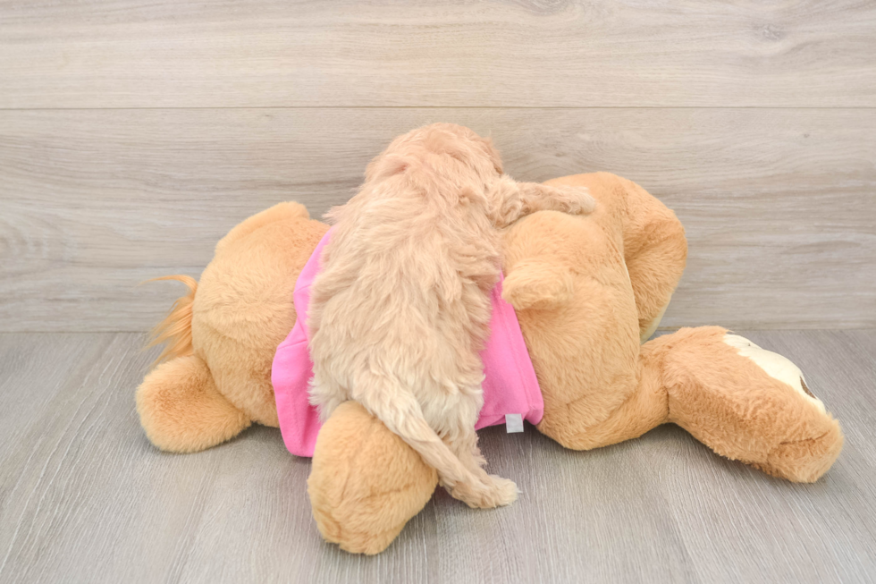 Poochon Puppy for Adoption