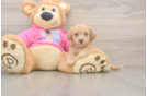 Sweet Poochon Baby
