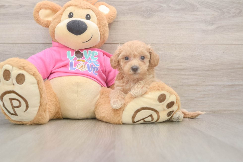 Sweet Poochon Baby