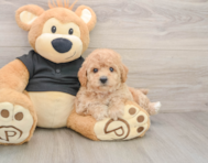 5 week old Poochon Puppy For Sale - Puppy Love PR