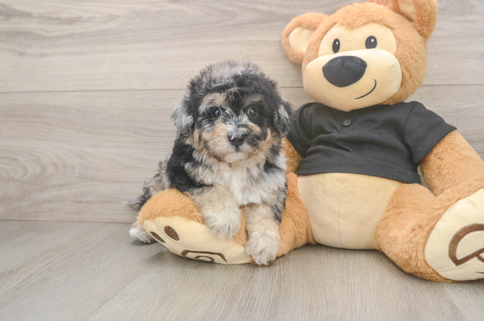 5 week old Poochon Puppy For Sale - Puppy Love PR