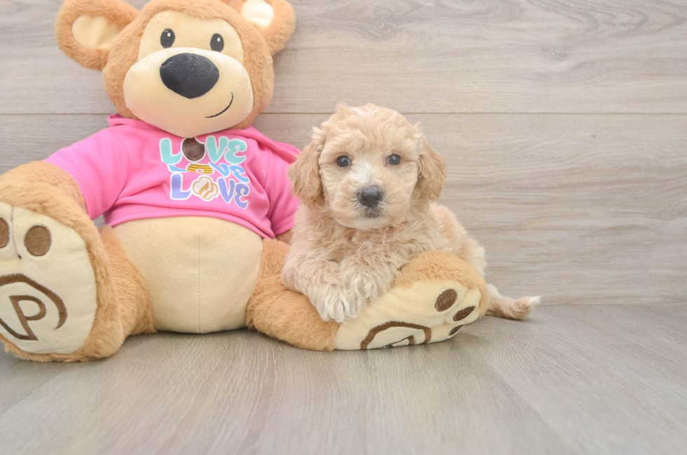 5 week old Poochon Puppy For Sale - Puppy Love PR