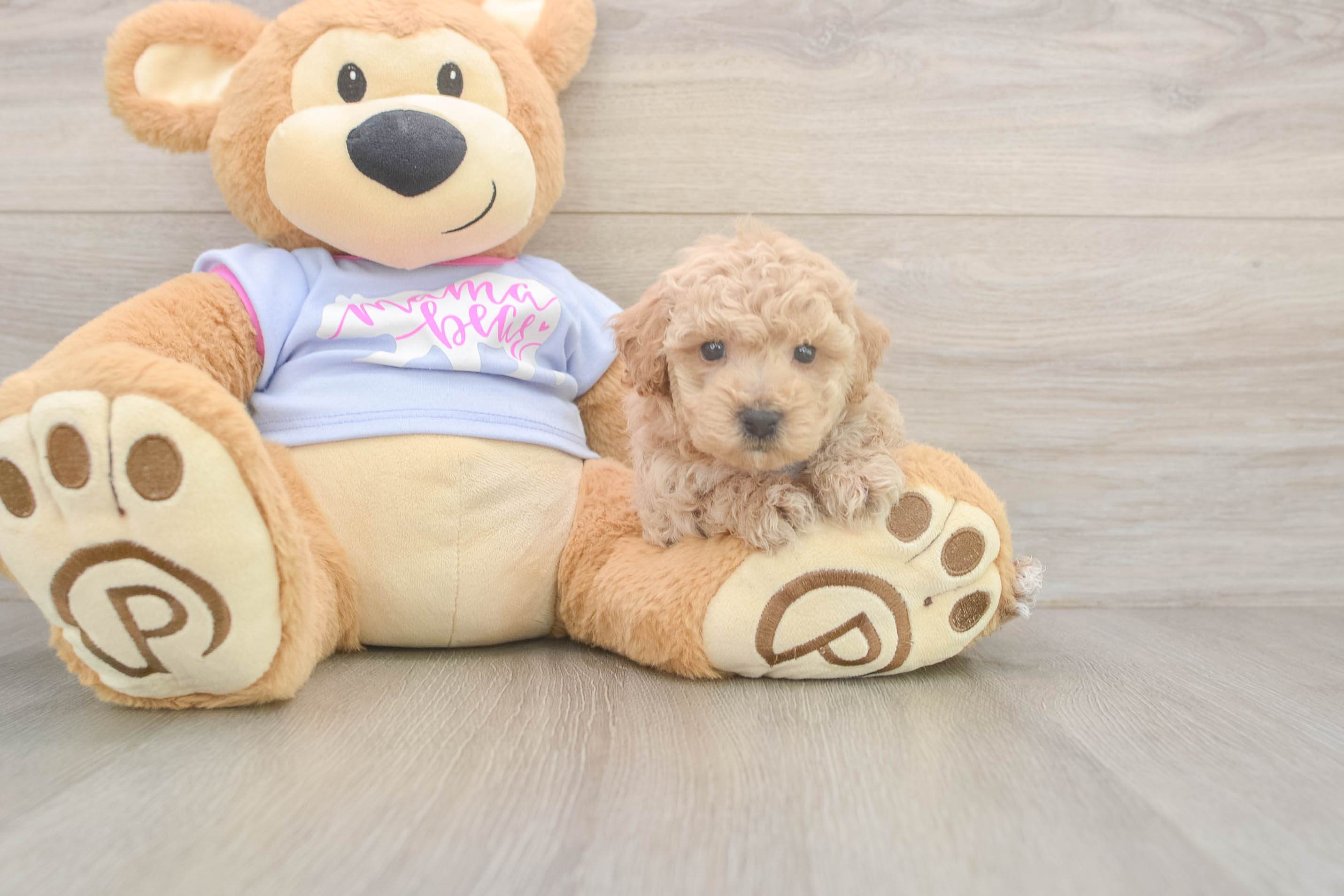 Fluffy Poochon Poodle Mix Pup
