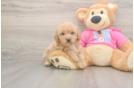 Adorable Bichpoo Poodle Mix Puppy