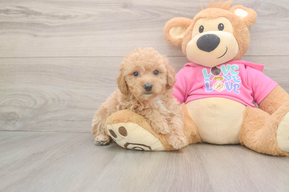 Adorable Bichpoo Poodle Mix Puppy