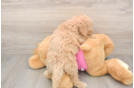 Playful Bichpoo Poodle Mix Puppy