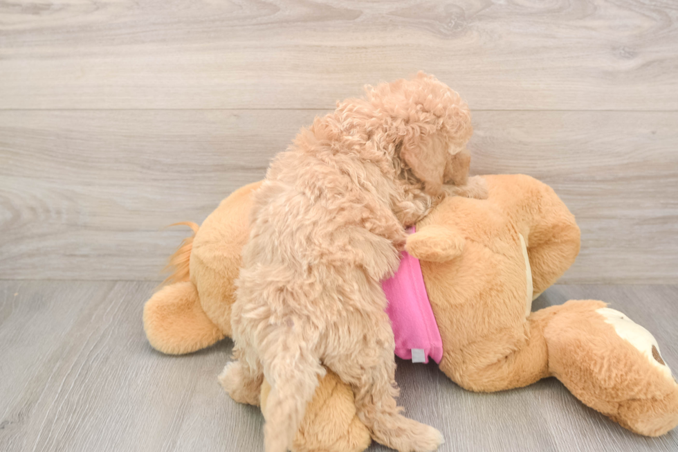 Playful Bichpoo Poodle Mix Puppy