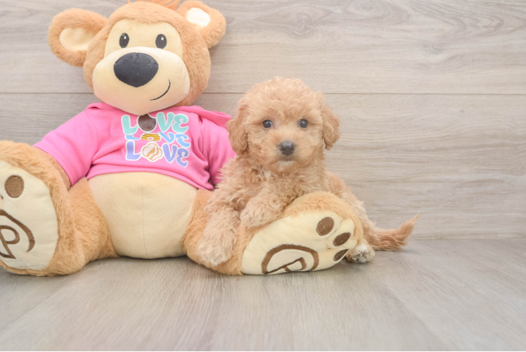 Best Poochon Baby