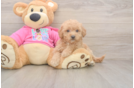Best Poochon Baby
