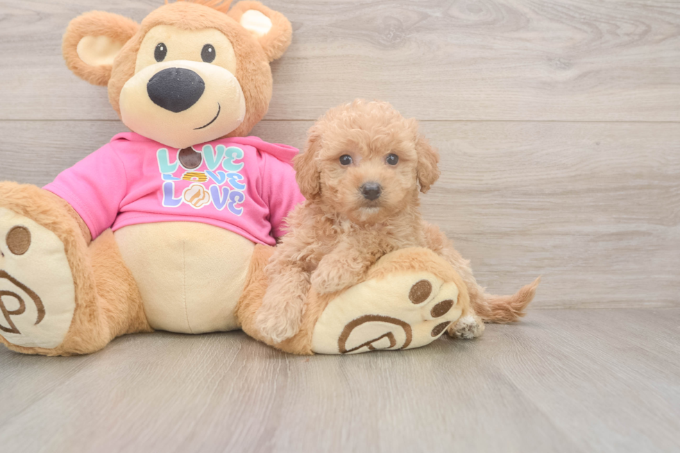 Best Poochon Baby