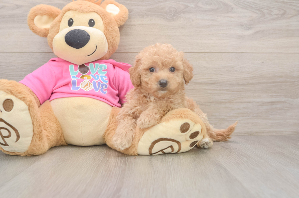 5 week old Poochon Puppy For Sale - Puppy Love PR