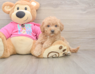 8 week old Poochon Puppy For Sale - Puppy Love PR 8 week old Poochon Puppy For Sale - Puppy Love PR