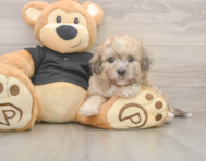 6 week old Poochon Puppy For Sale - Puppy Love PR