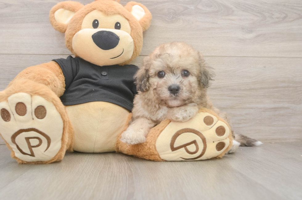5 week old Poochon Puppy For Sale - Puppy Love PR