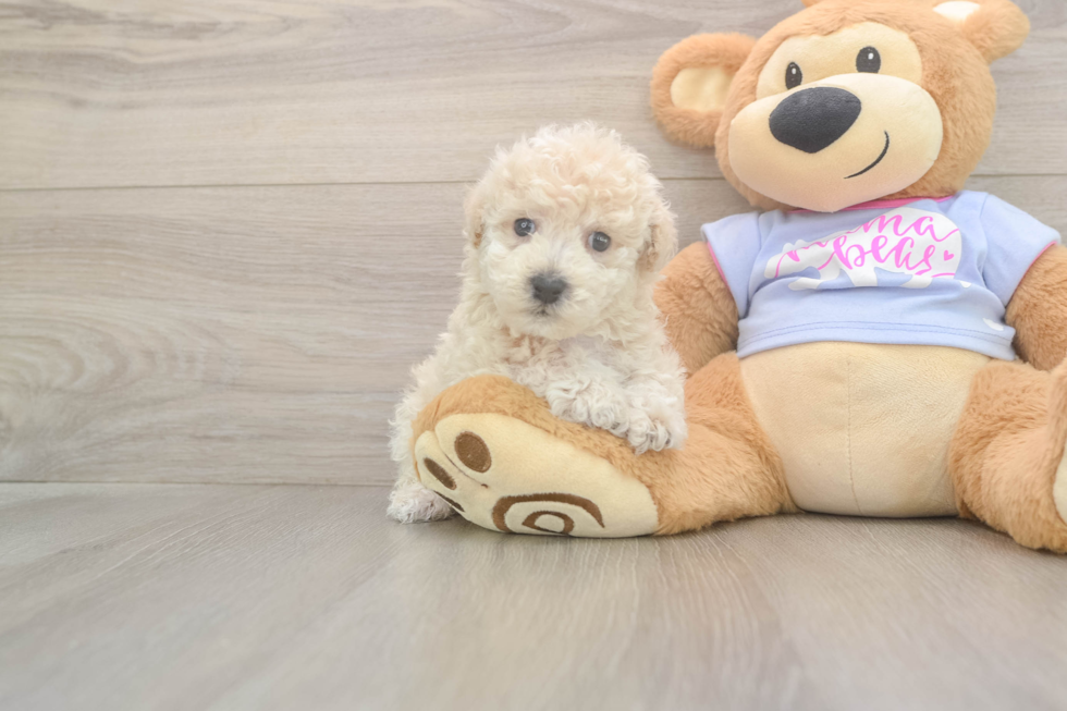 Meet Fry - our Poochon Puppy Photo  2/3 - Puppy Love PR Cute Poochon Baby