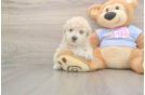 Meet Fry - our Poochon Puppy Photo  2/3 - Puppy Love PR Cute Poochon Baby