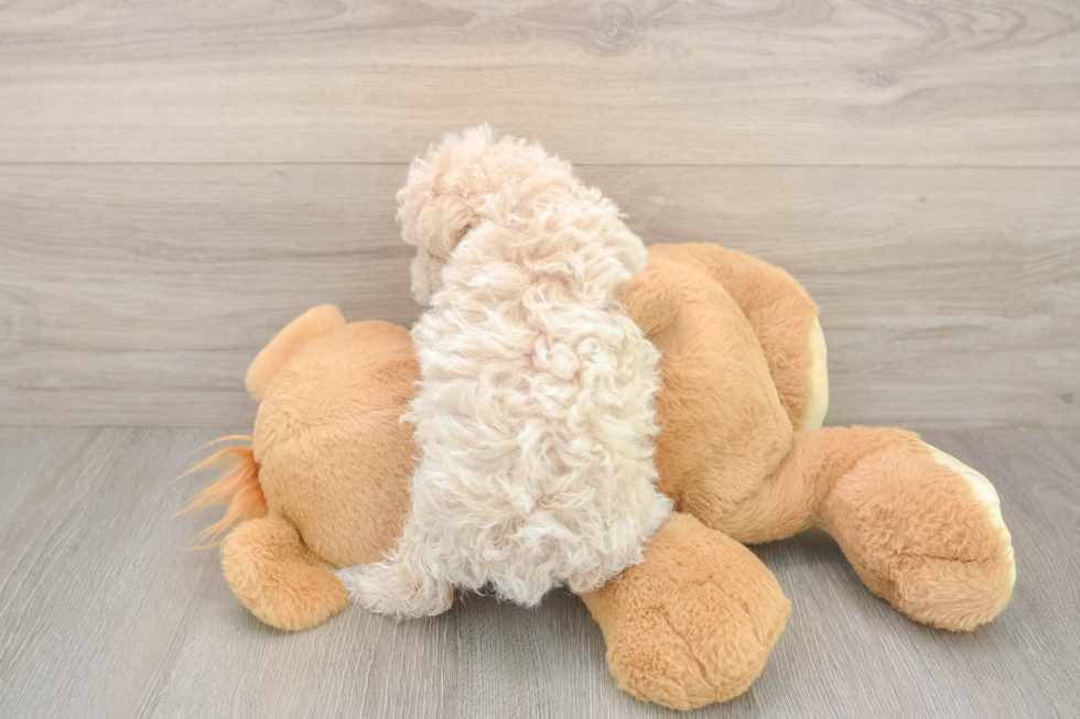 Meet Fry - our Poochon Puppy Photo  3/3 - Puppy Love PR Sweet Poochon Baby