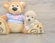 8 week old Poochon Puppy For Sale - Puppy Love PR