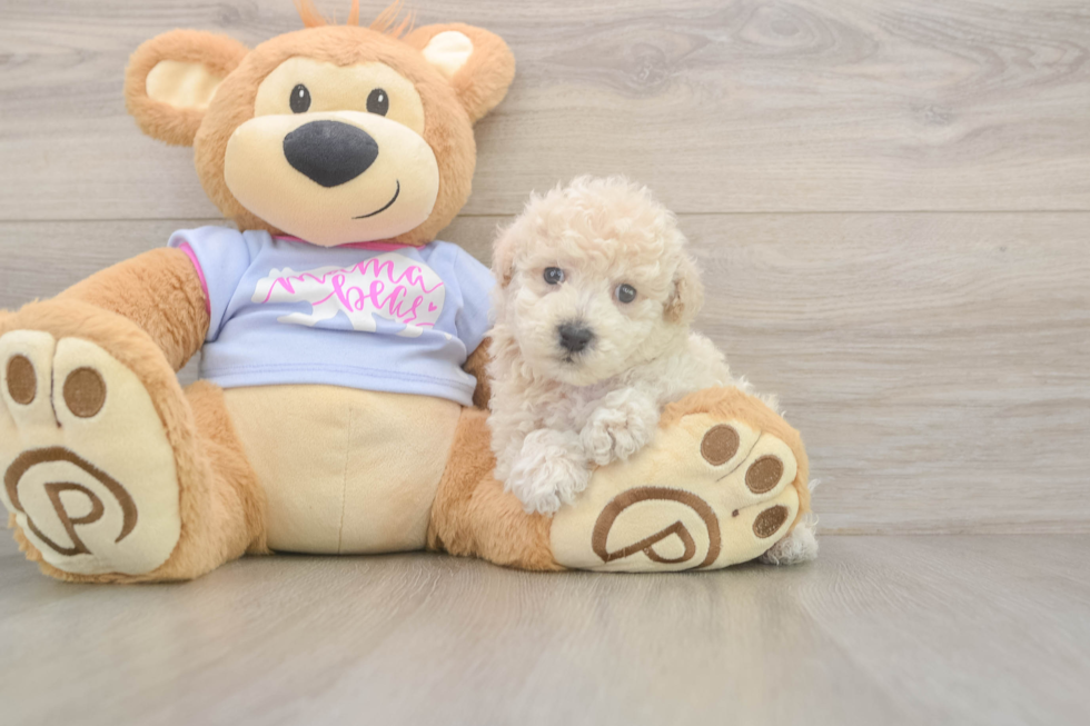 Meet Fry - our Poochon Puppy Photo  1/3 - Puppy Love PR Poochon Pup Being Cute