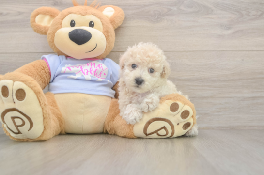 5 week old Poochon Puppy For Sale - Puppy Love PR Poochon Pup Being Cute