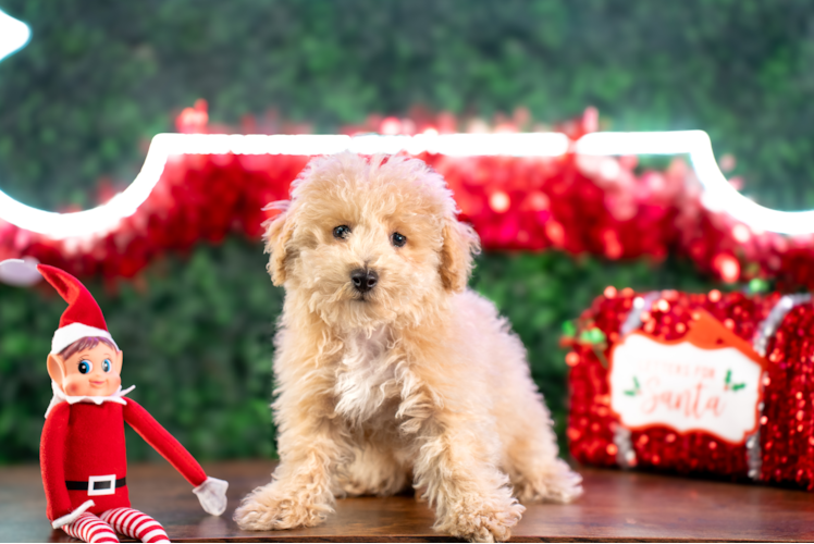 Cute Bichpoo Poodle Mix Puppy