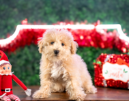 10 week old Poochon Puppy For Sale - Puppy Love PR