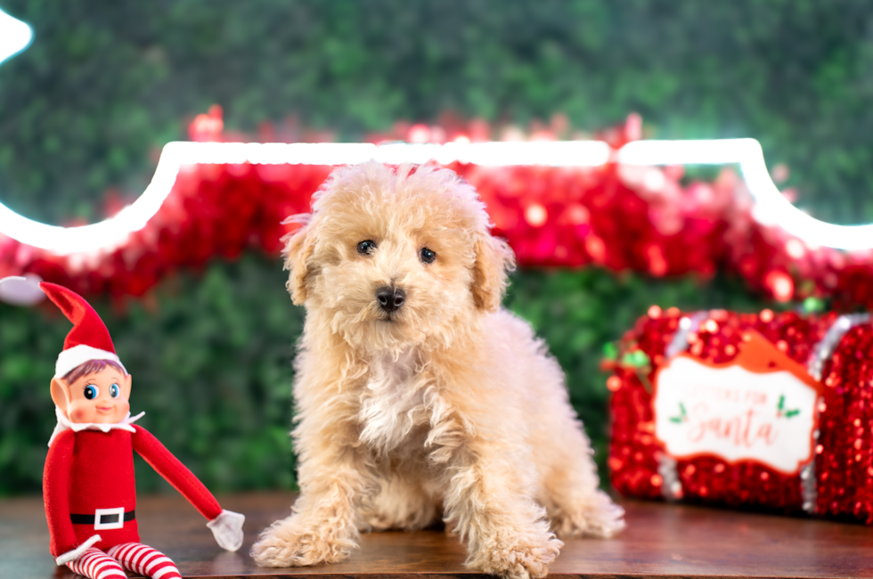 10 week old Poochon Puppy For Sale - Puppy Love PR