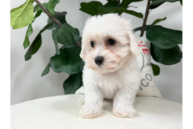 Meet Fry - our Poochon Puppy Photo 1/4 - Puppy Love PR Cute Poochon Baby
