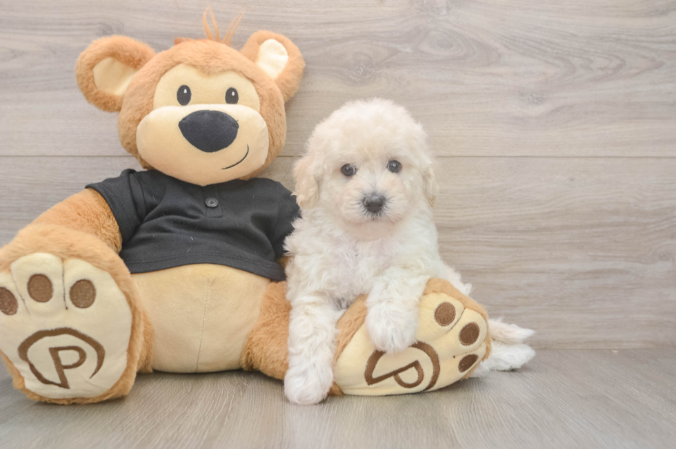 5 week old Poochon Puppy For Sale - Puppy Love PR