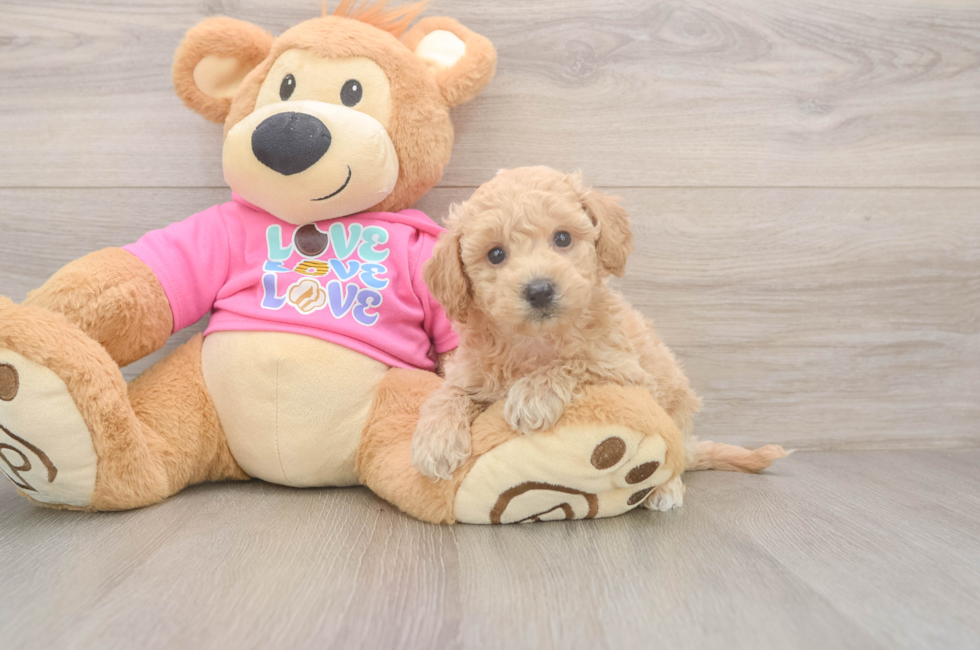 5 week old Poochon Puppy For Sale - Puppy Love PR