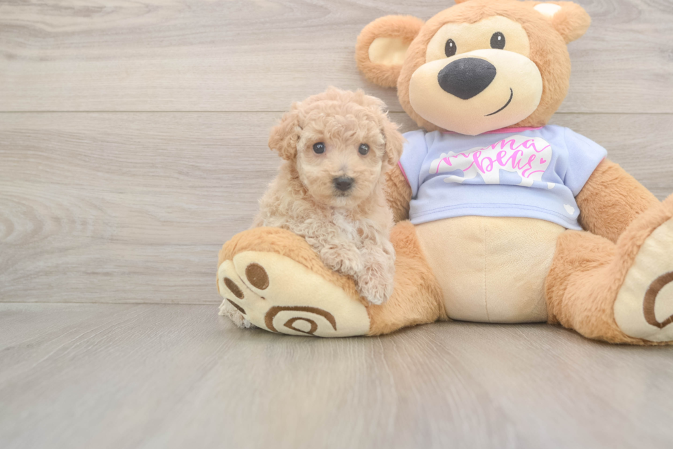 Meet Funyun - our Poochon Puppy Photo  1/3 - Puppy Love PR Best Poochon Baby