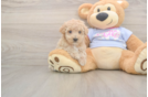 Meet Funyun - our Poochon Puppy Photo  1/3 - Puppy Love PR Best Poochon Baby