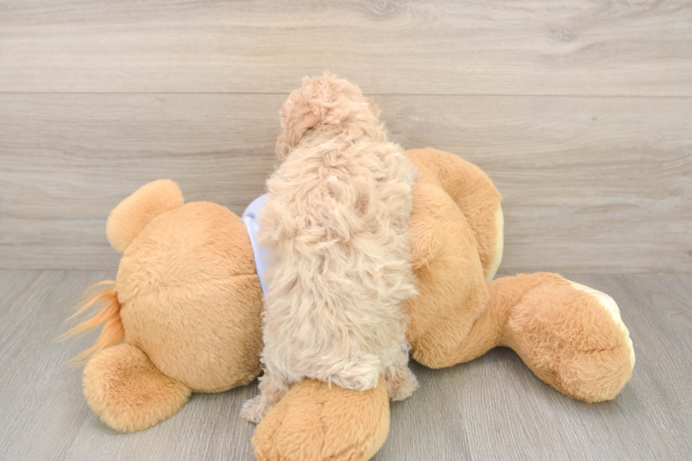 Meet Funyun - our Poochon Puppy Photo  3/3 - Puppy Love PR Poochon Puppy for Adoption