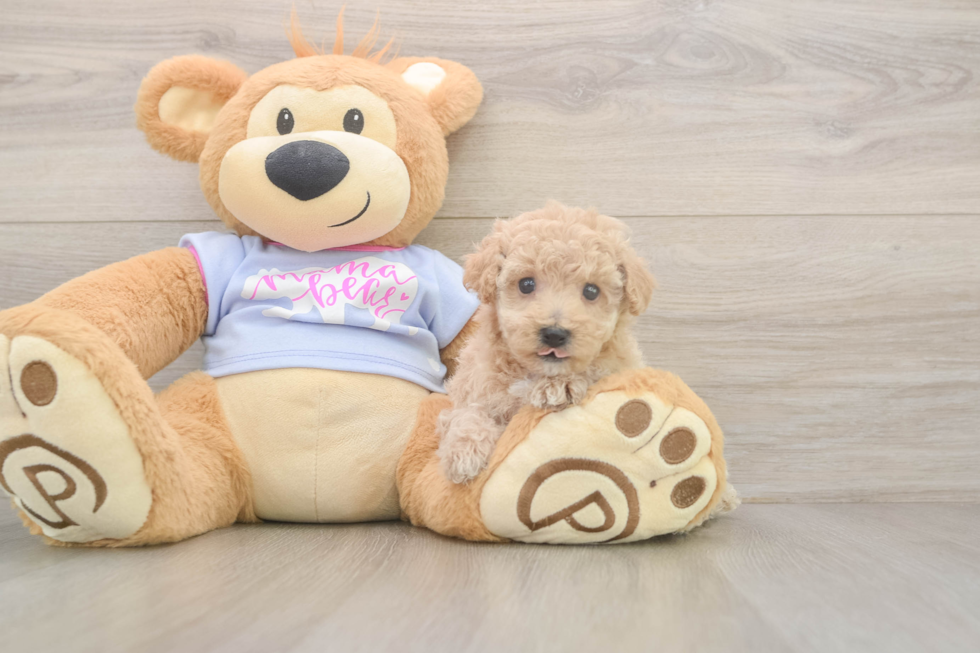 Meet Funyun - our Poochon Puppy Photo  2/3 - Puppy Love PR Hypoallergenic Bichpoo Poodle Mix Puppy