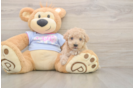 Meet Funyun - our Poochon Puppy Photo  2/3 - Puppy Love PR Hypoallergenic Bichpoo Poodle Mix Puppy