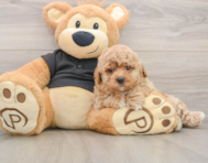 6 week old Poochon Puppy For Sale - Puppy Love PR