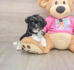 5 week old Poochon Puppy For Sale - Puppy Love PR