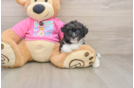 Friendly Poochon Baby