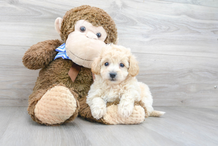 Meet Funyun - our Poochon Puppy Photo 1/3 - Puppy Love PR Cute Poochon Baby
