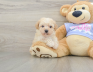 6 week old Poochon Puppy For Sale - Puppy Love PR