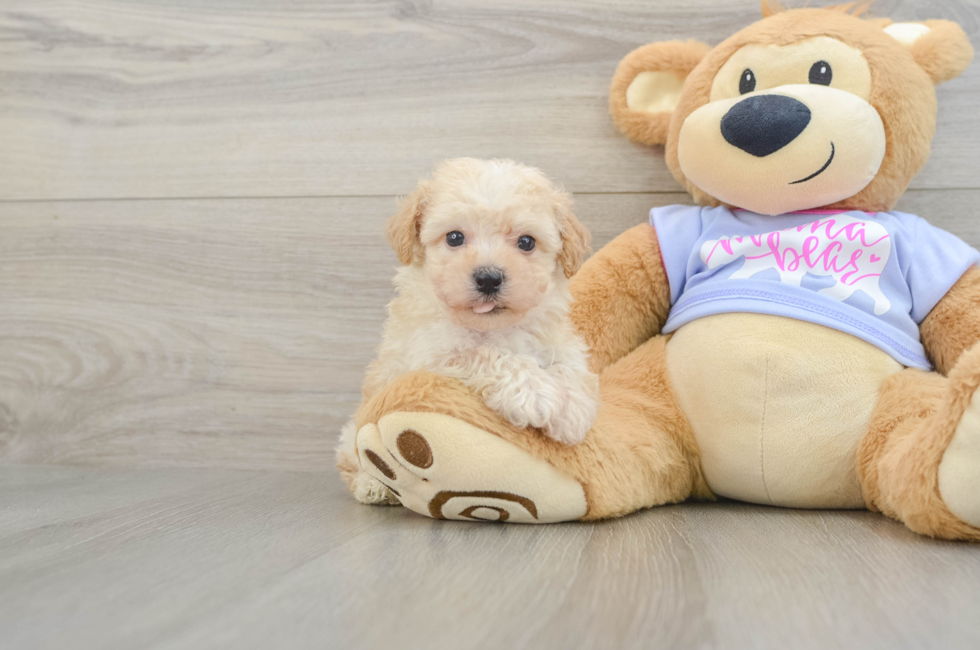 5 week old Poochon Puppy For Sale - Puppy Love PR