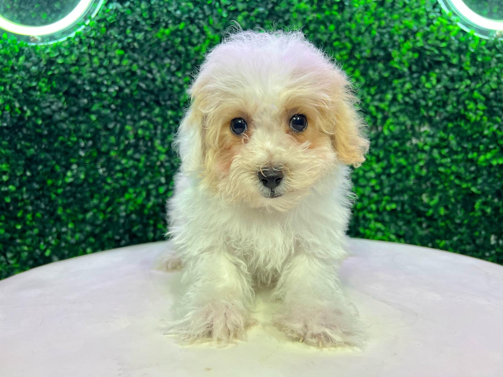 Cute Poochon Baby