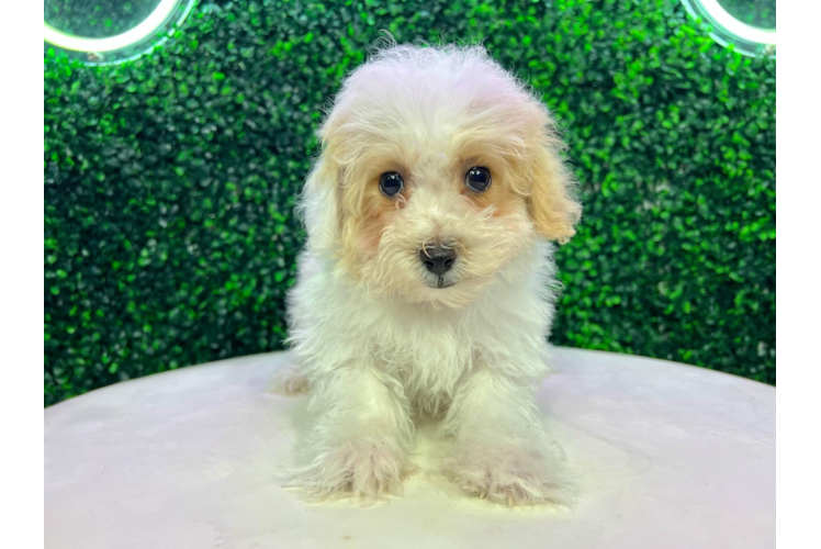 Meet Gelato - our Poochon Puppy Photo 1/4 - Puppy Love PR Cute Poochon Baby