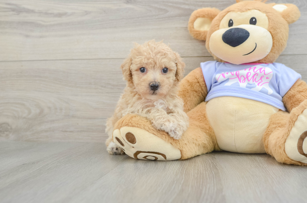 5 week old Poochon Puppy For Sale - Puppy Love PR