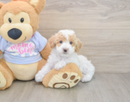 6 week old Poochon Puppy For Sale - Puppy Love PR