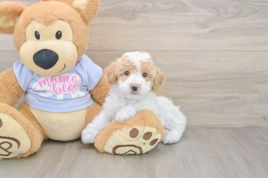 Friendly Poochon Baby