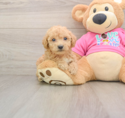 6 week old Poochon Puppy For Sale - Puppy Love PR