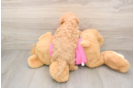 Best Poochon Baby