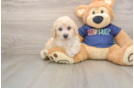 Playful Bichpoo Poodle Mix Puppy